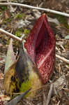 Skunk cabbage